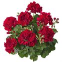 Bild von Geranium Hang P12 Double Sunflair Ruben